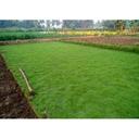 6mm Green Lawn Grass